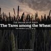 The Tares among the Wheat